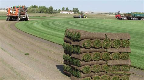 Sod farms near me - We cut our sod to order the morning of the scheduled pickup or delivery to ensure that you receive the freshest and healthiest sod for your project’s success. Roll Size. Our sod rolls measure 2 feet x 4.5 feet, each covering a 9-square-foot area. Each roll of sod weighs approximately 40 lbs or 18 kg. Delivery. The minimum order for delivery ... 